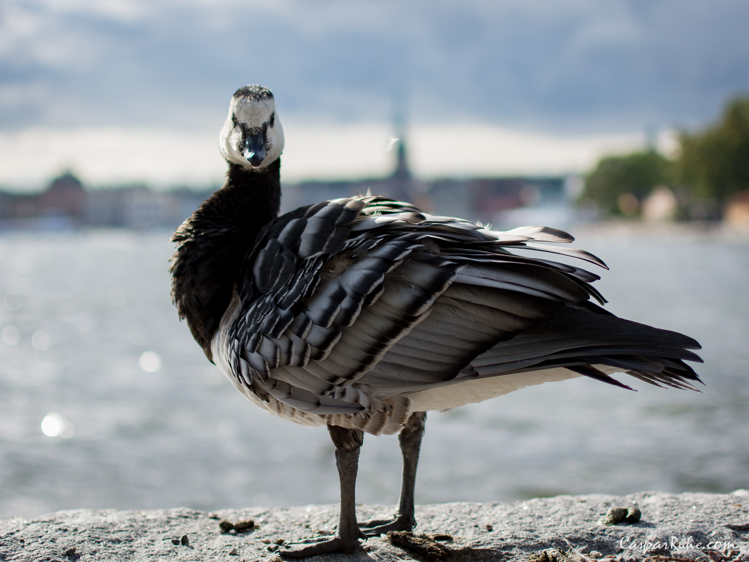 Goose